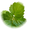 Patchouli note — Patchouli Fragrances