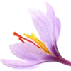 Saffron note — Saffron Fragrances