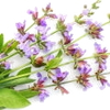 Sage note — Sage Fragrances