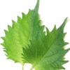 Shiso note — Shiso Fragrances