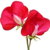 Sweet Pea note — Sweet Pea Fragrances