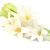 Tuberose note — Tuberose Fragrances