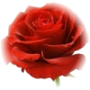 Turkish Rose note — Turkish Rose Fragrances