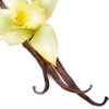Vanilla note — Vanilla Fragrances