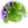 Violet Leaf note — Violet Leaf Fragrances