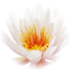 Water lily note — Water Lily Fragrances
