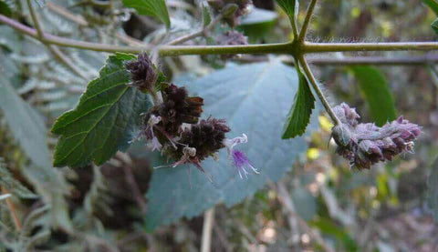The Therapeutic Benefits of Patchouli