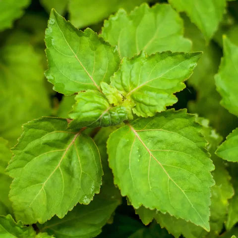 Patchouli in Perfumery: The Dark, Earthy Note Behind Countless Iconic Fragrances — fragrance note guide