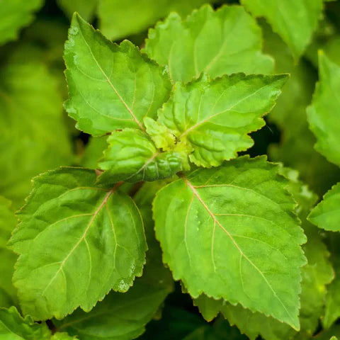 The Allure of Patchouli Perfumes: Why This Earthy Note Endures — fragrance note guide