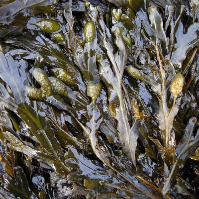 Algae in perfumery