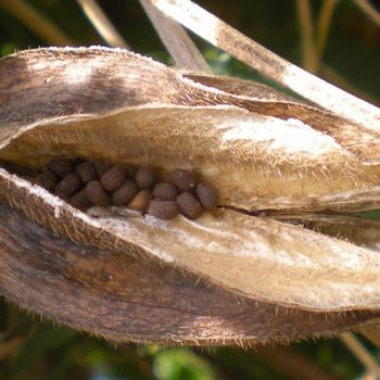Ambrette in Perfumery: The Musky Seed That Smells Like Skin– Fragrenza