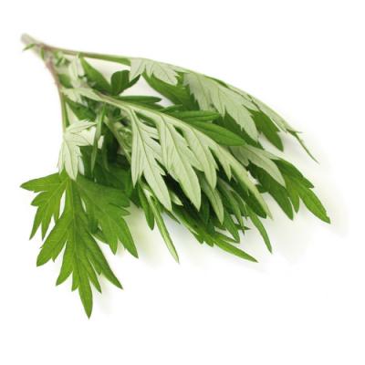 Mugwort in perfumery