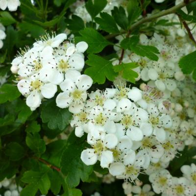 Hawthorn in perfumery