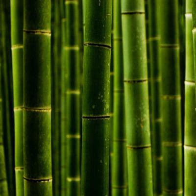 Bamboo in perfumery