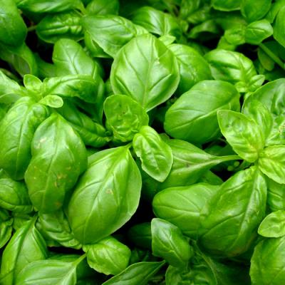 Basil in perfumery