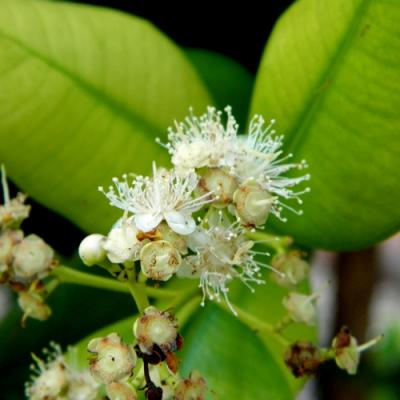 Bay in perfumery
