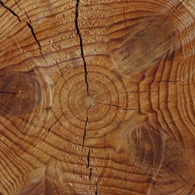 Cashmere wood in perfumery