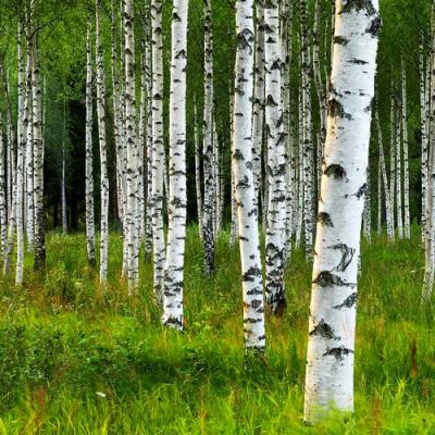 Birch in perfumery