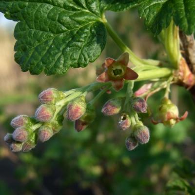 Blackcurrant bud in perfumery