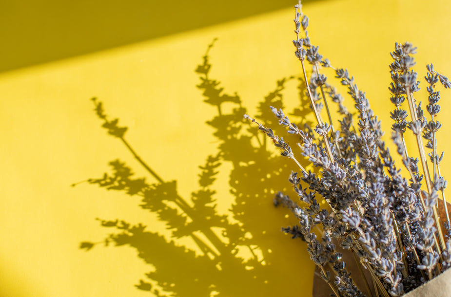 Scent and Sleep: The Effects of Fragrances on Sleep Quality — Fragrenza fragrance guide