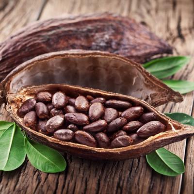 Cocoa in perfumery