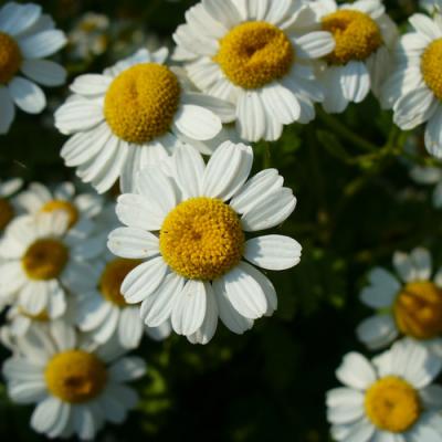 Roman chamomile in perfumery