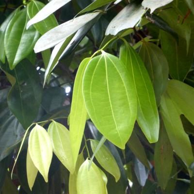 Cinnamon Leaf in perfumery