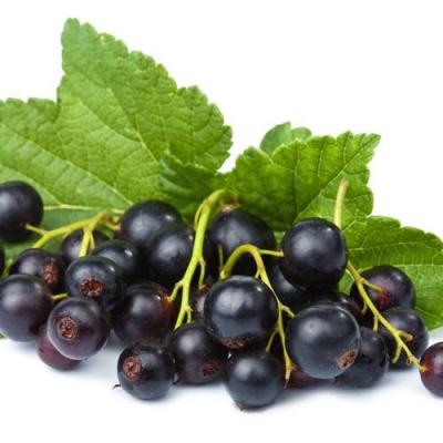 Blackcurrant in perfumery