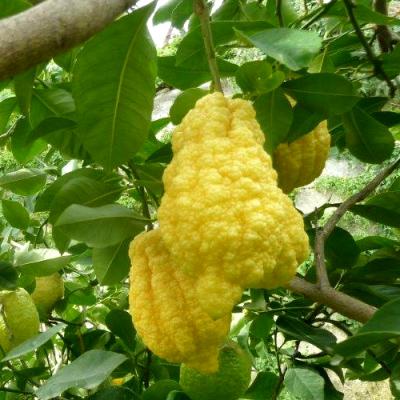 Citron in perfumery