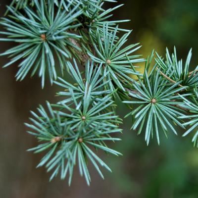 Cedar in perfumery