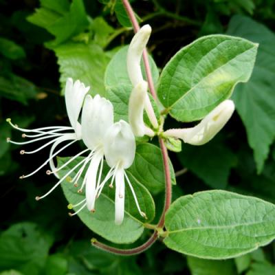 Honeysuckle in perfumery