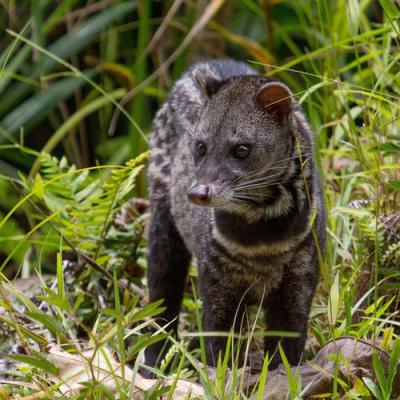 Civet in perfumery