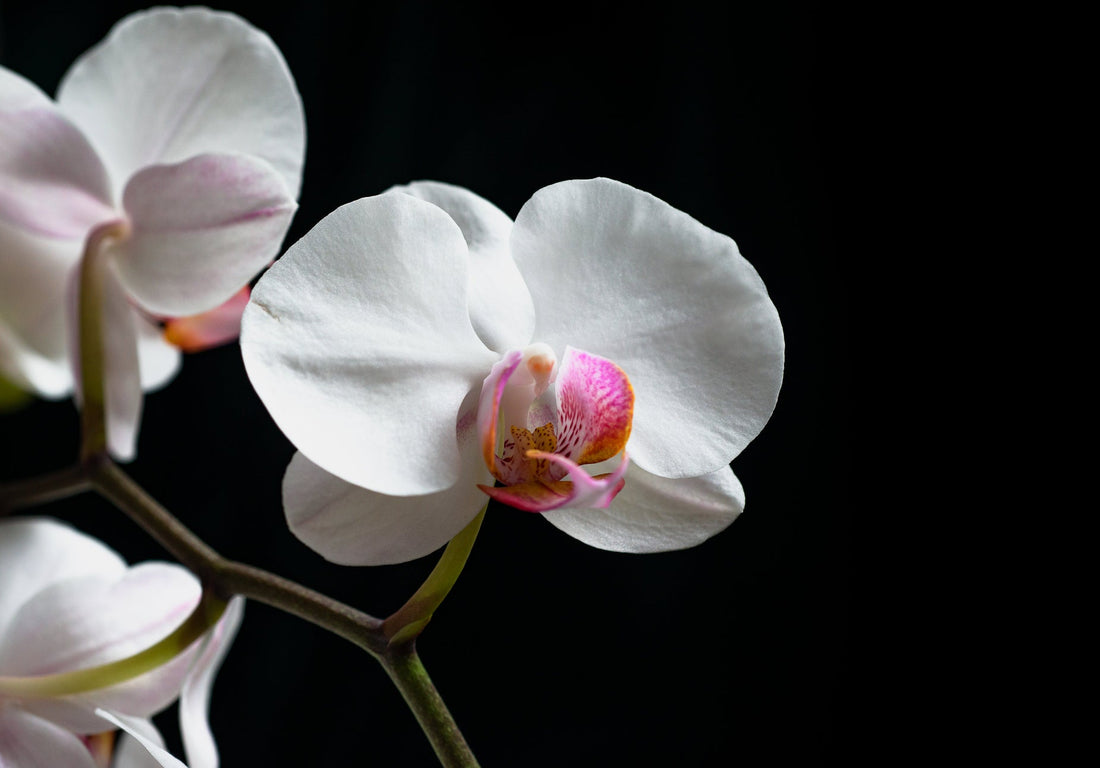 Perfumes Similar to Gucci Flora Gorgeous Gardenia: 10 True Alternatives Scored Honestly — Fragrenza fragrance guide