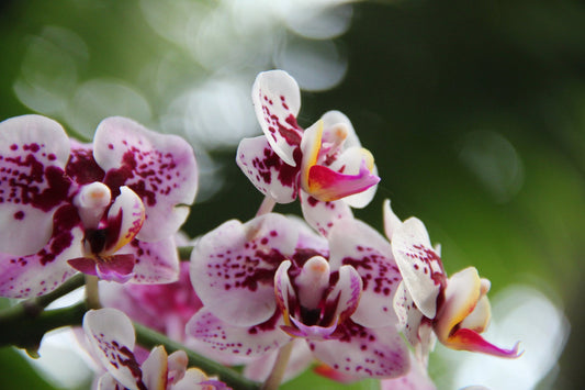 10 Perfumes Similar to Tom Ford Black Orchid