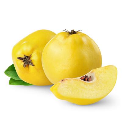 Quince in perfumery