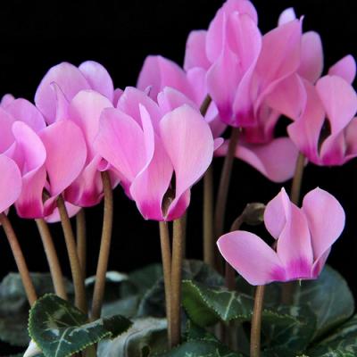 Cyclamen in perfumery