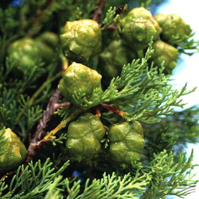 Cypress in perfumery