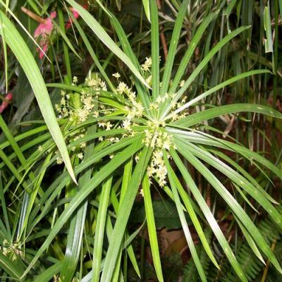 Cypriol in perfumery