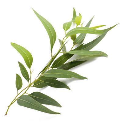 Eucalyptus in perfumery