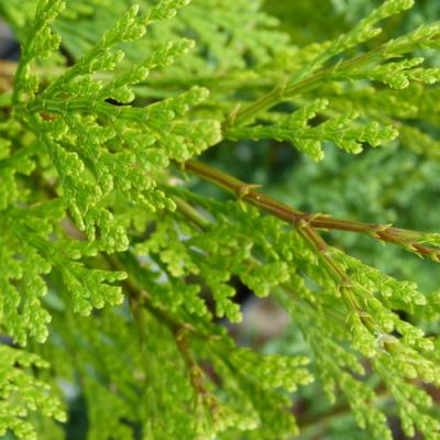 Cedar leaf in perfumery