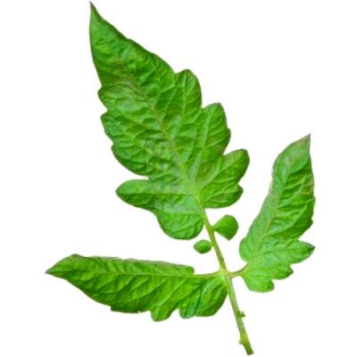 Tomato leaf in perfumery
