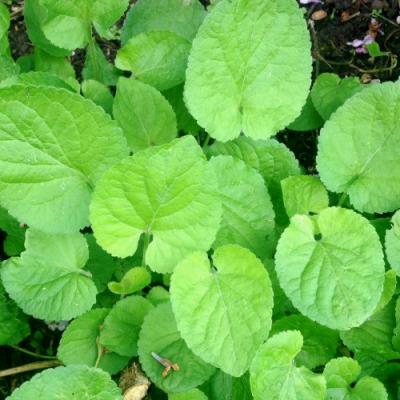 Violet leaf in perfumery