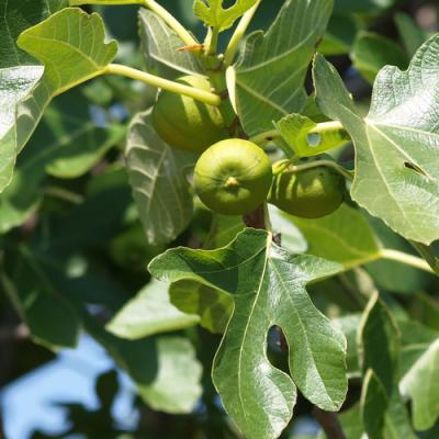 Fig tree in perfumery