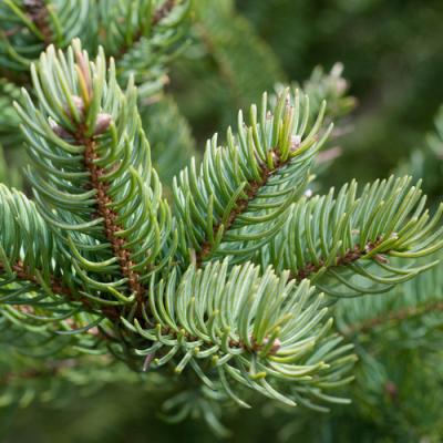 Fir balsam in perfumery