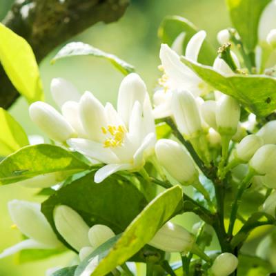 Orange blossom in perfumery