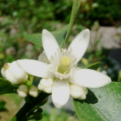 Lemon blossom in perfumery