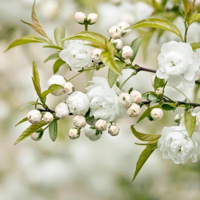 White Flowers in perfumery