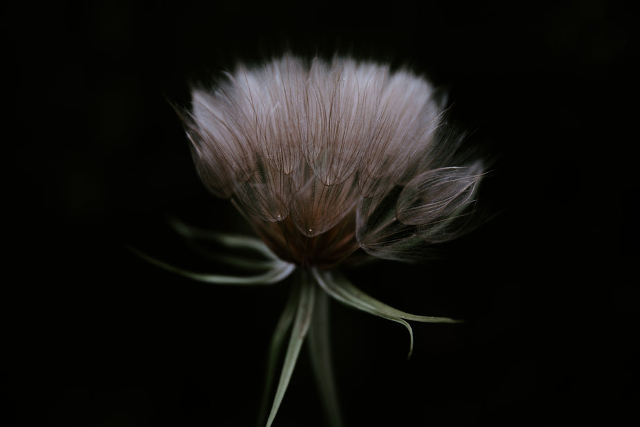 The Best Perfumes Similar to Nasomatto Black Afgano: A Dark Resinous Guide — Fragrenza fragrance guide