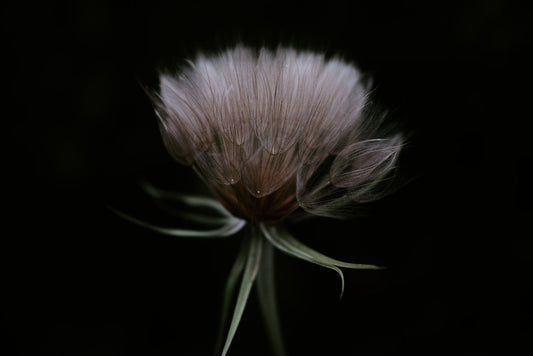 The Best Perfumes Similar to Nasomatto Black Afgano: A Dark Resinous Guide — Fragrenza fragrance guide