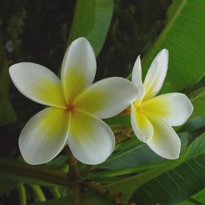 Frangipani in perfumery